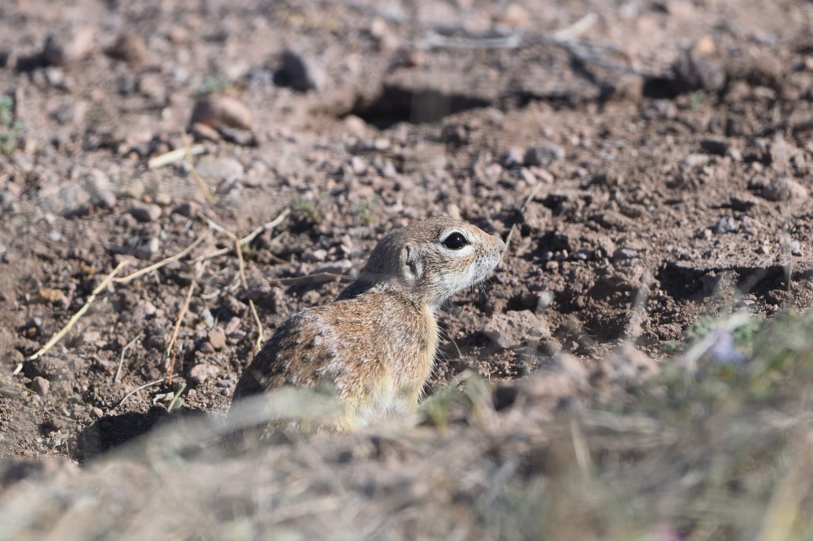 Spotted ground squirrel peering out of a burrow entrance
