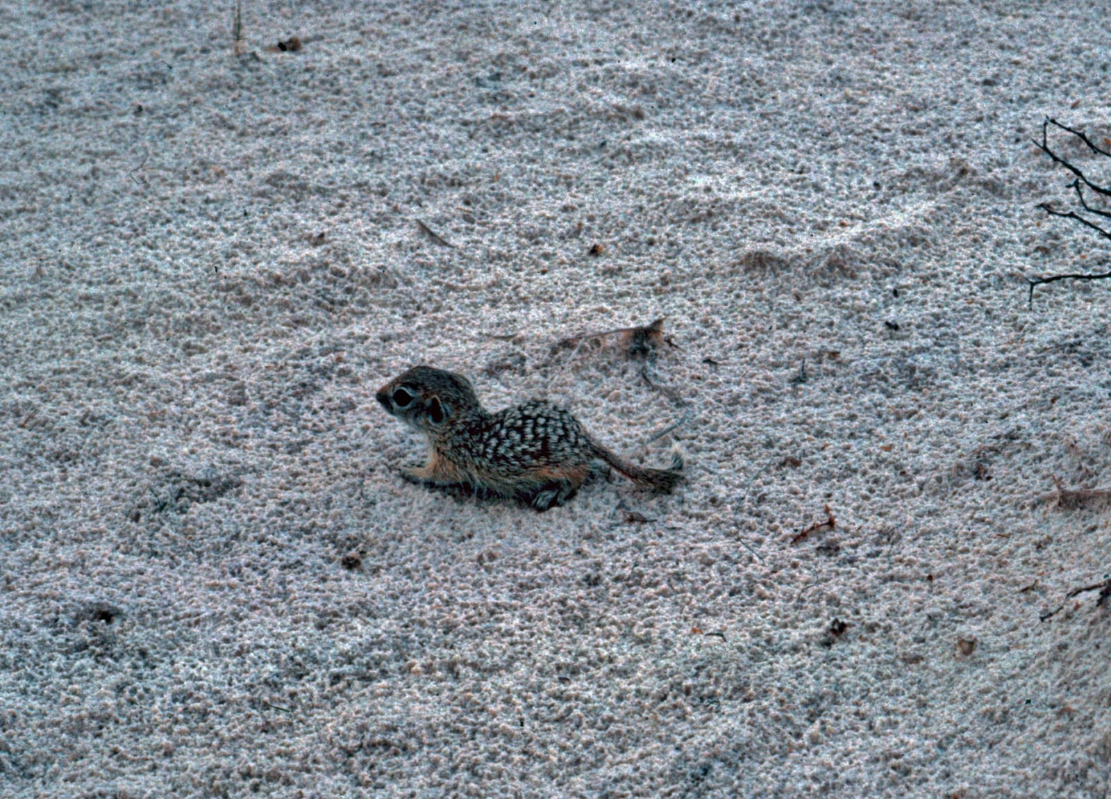 Pale spotted ground squirrel on white gypsum sand at White Sands