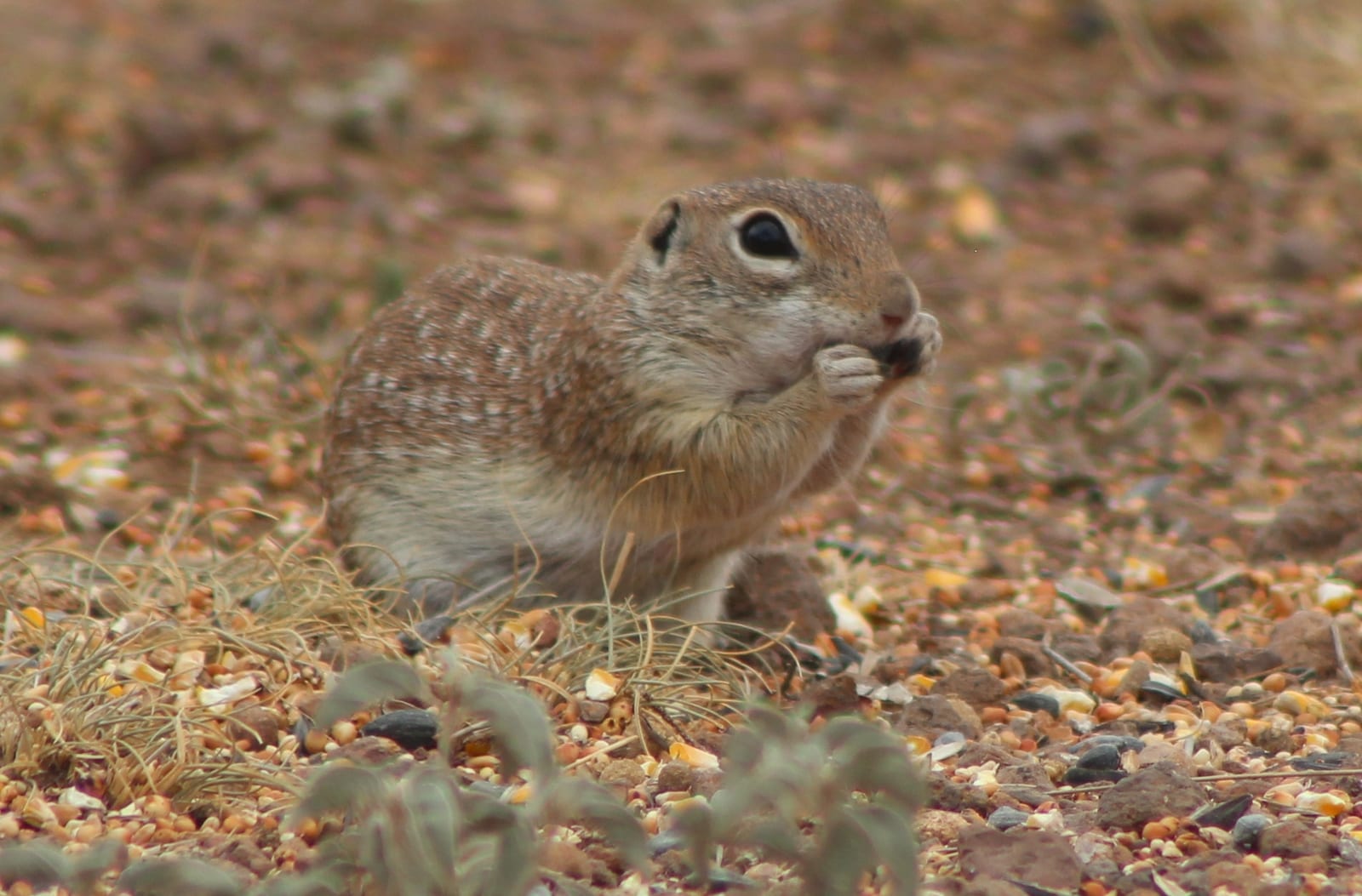 Spotted ground squirrel feeding, showing its densely spotted coat