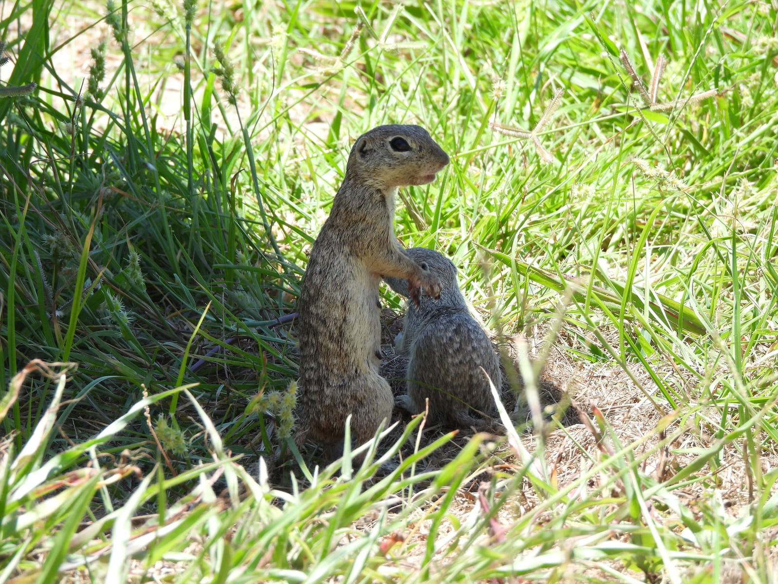 Adult and juvenile spotted ground squirrels together in grass