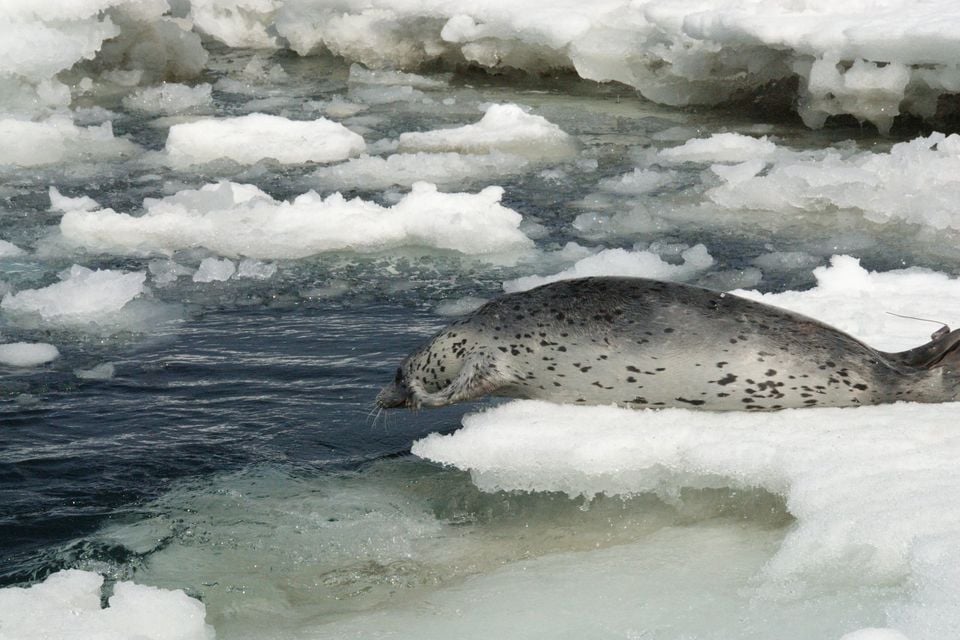 Spotted Seal (Phoca largha)