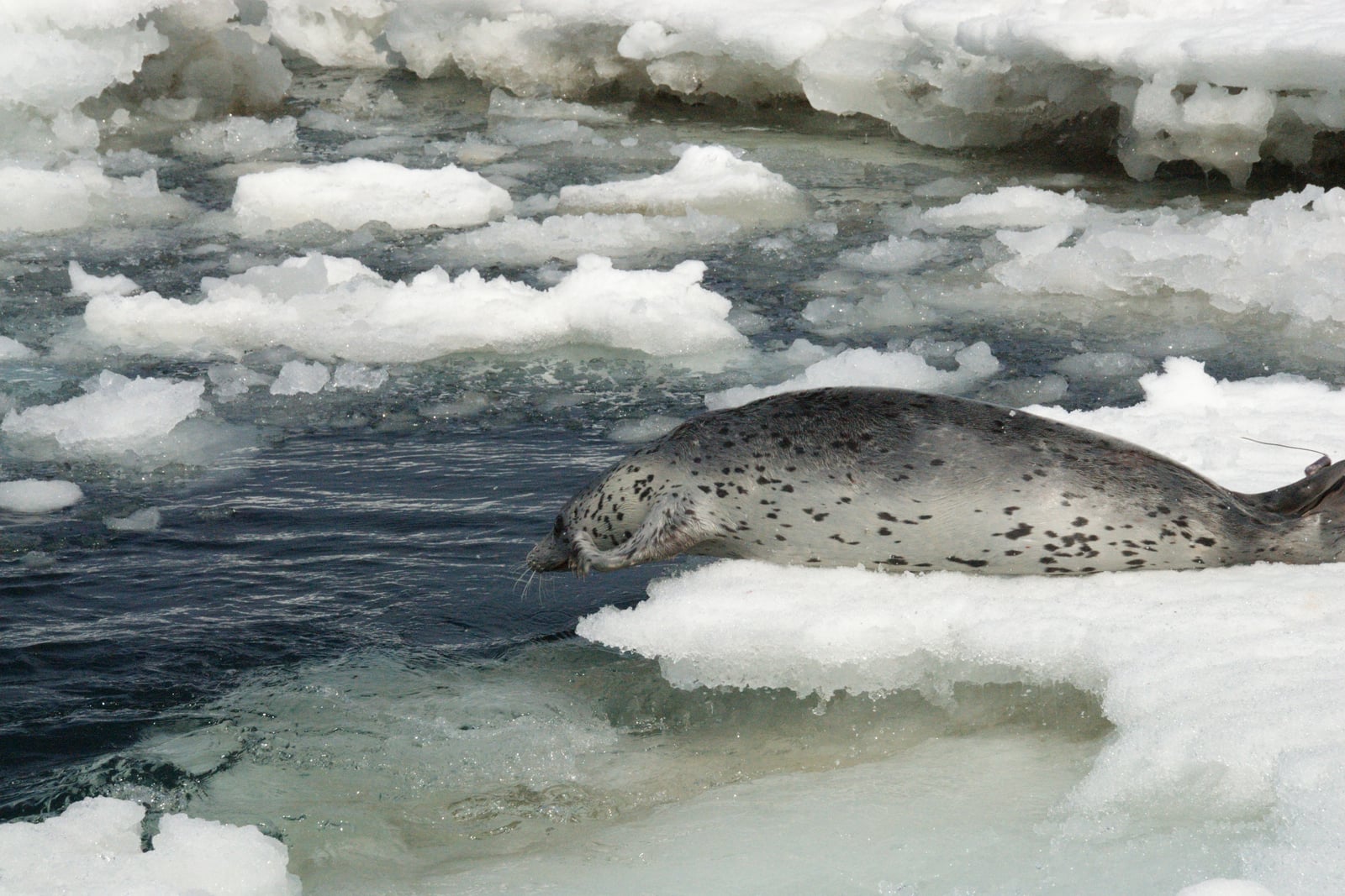 Spotted Seal (Phoca largha)