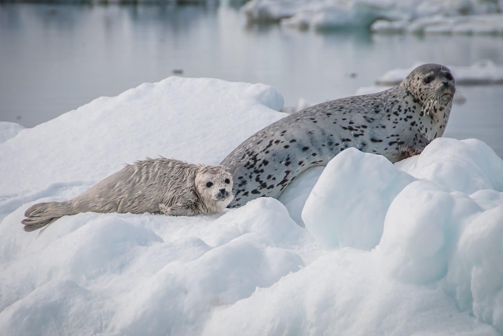 Spotted seal mother and pup in the Bering Sea