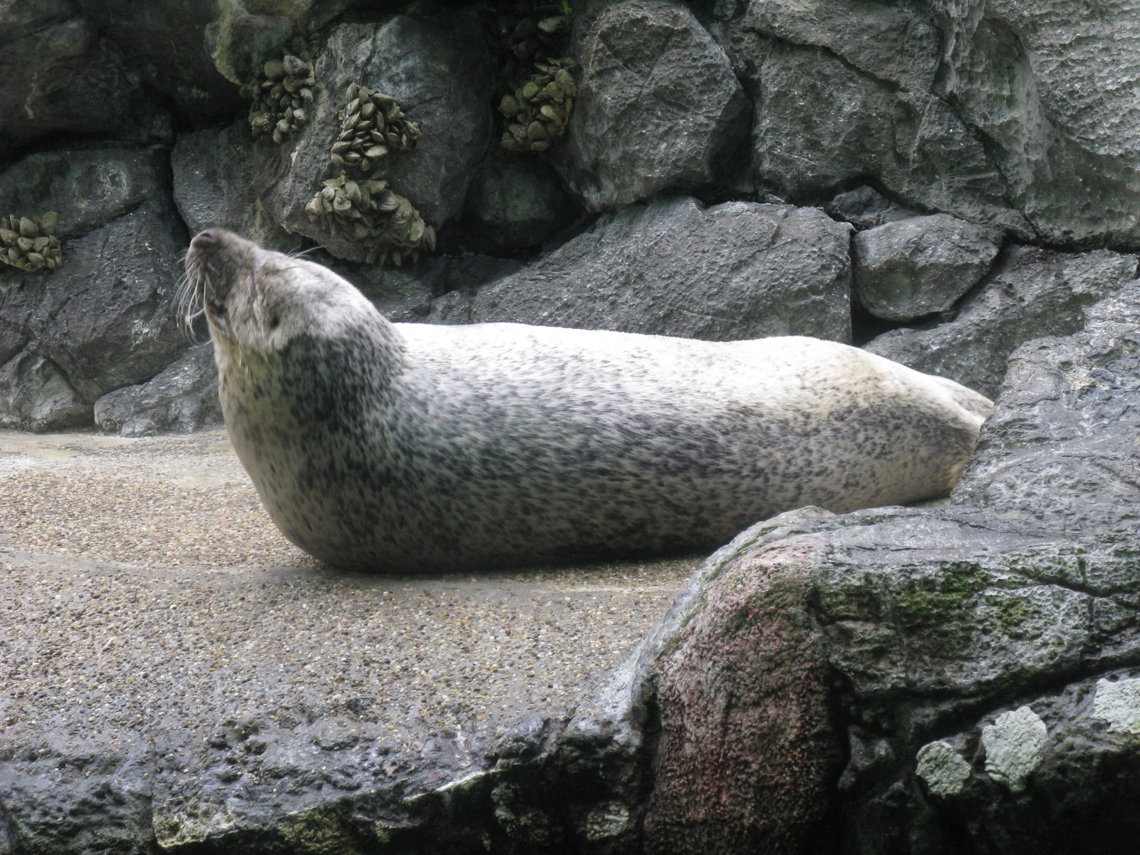 Phoca largha1