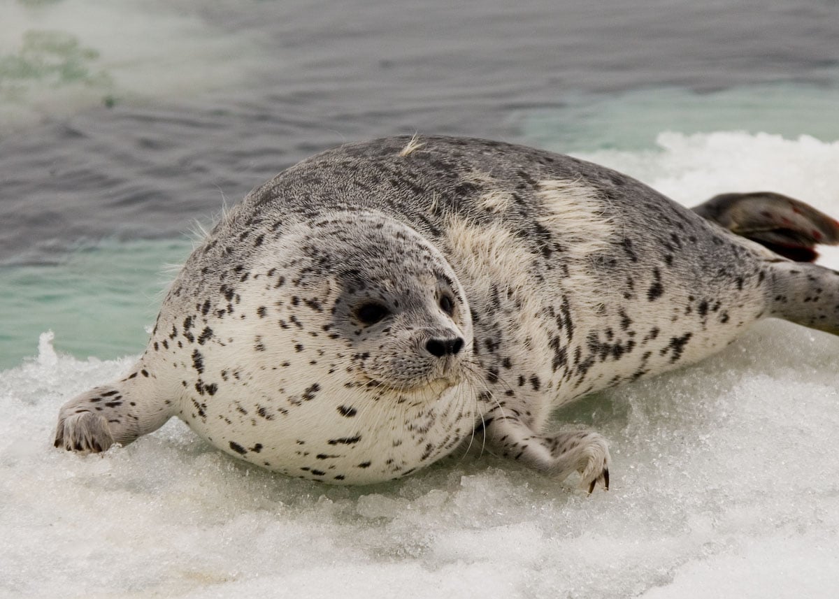 Spotted Seal in the Bering Sea
