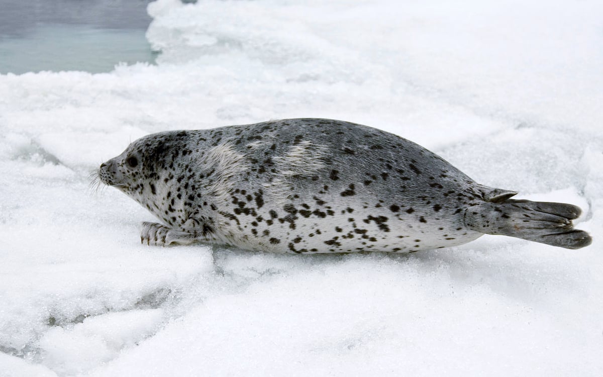 Spotted Seal in the Bering Sea