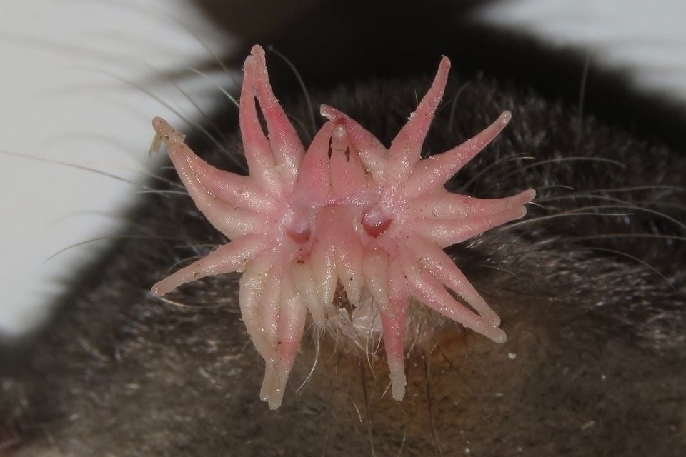 Star-nosed mole's fleshy 22-ray nose organ fanned out, close-up macro