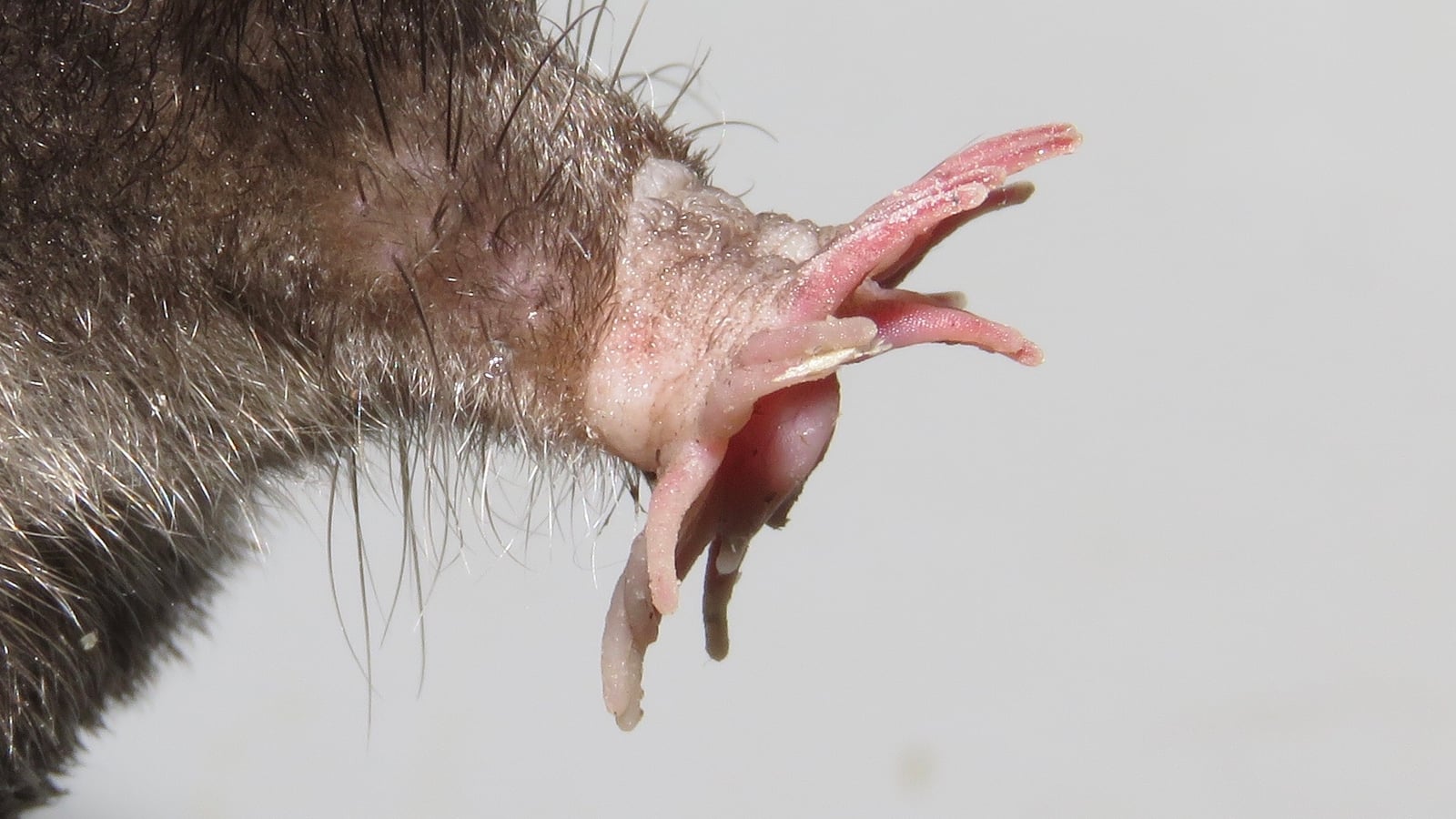 Condylura cristata (Ontario, Canada) 4
