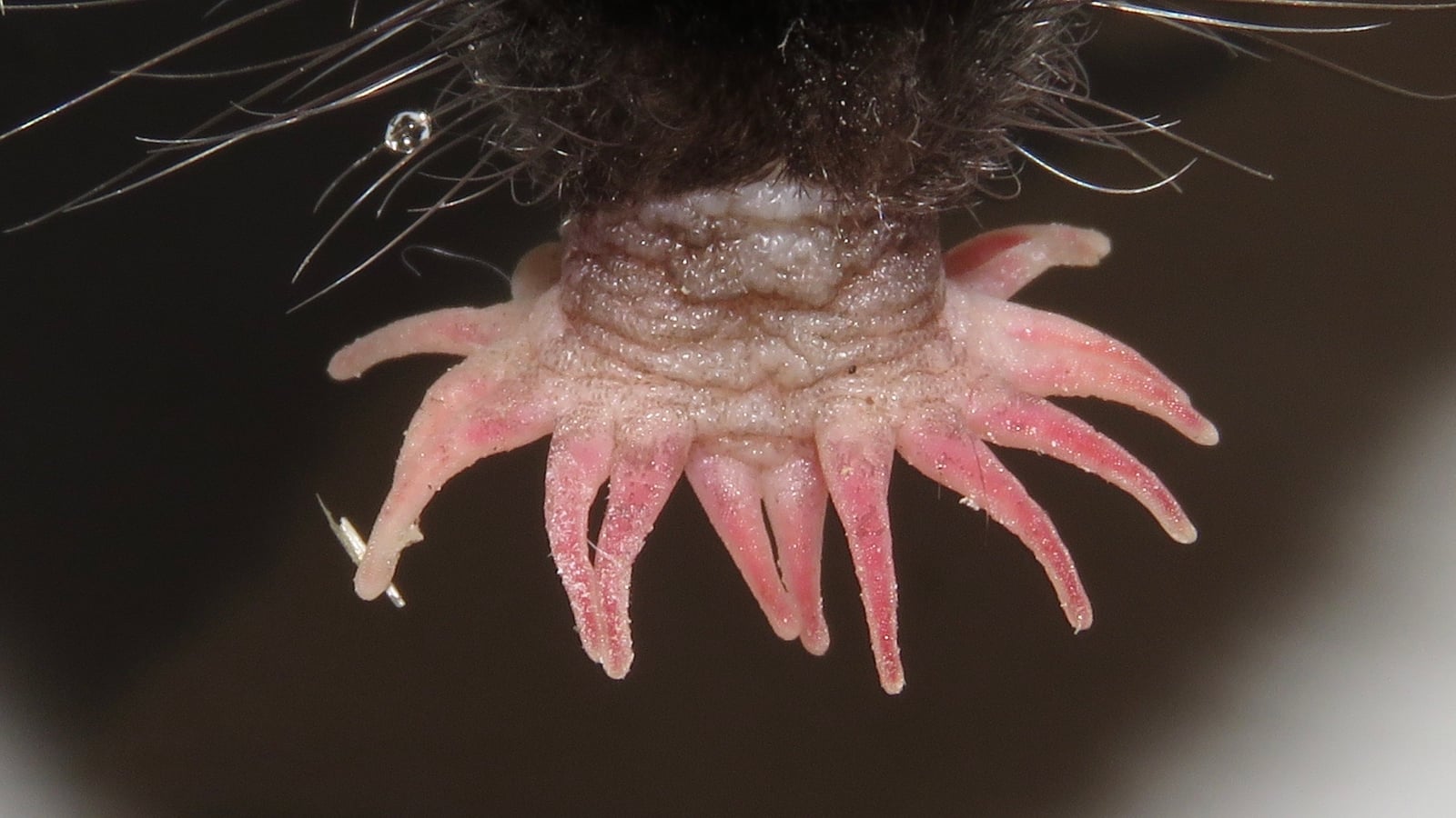 Condylura cristata (Ontario, Canada) 2