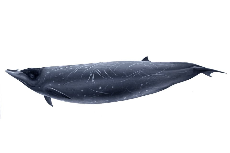 Illustration: Stejneger's beaked whale, an oil painting of a dark, scarred adult showing the beak and low dorsal fin