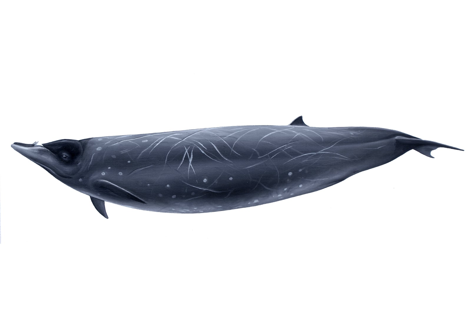 Illustration: Stejneger's beaked whale, an oil painting of a dark, scarred adult showing the beak and low dorsal fin