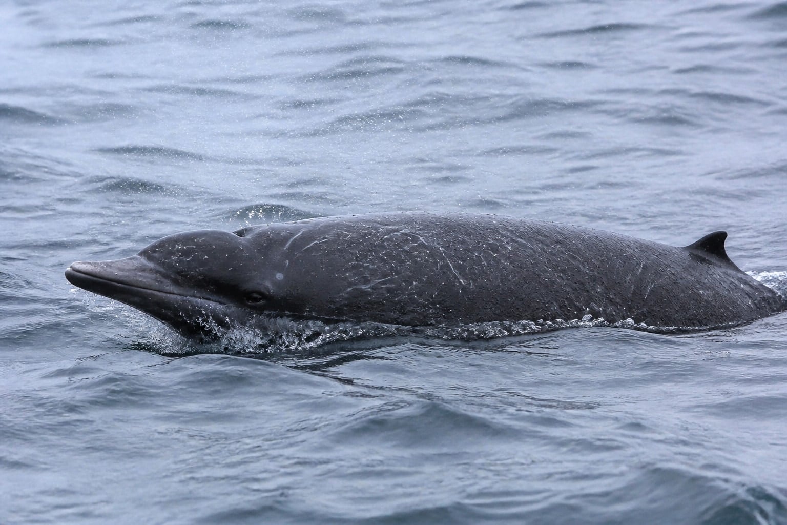 AI-generated image: Stejneger's beaked whale surfacing in cold North Pacific water. No additional license-safe photograph of this species exists. This image was generated with AI from verified reference material and reviewed by our editorial team for accuracy