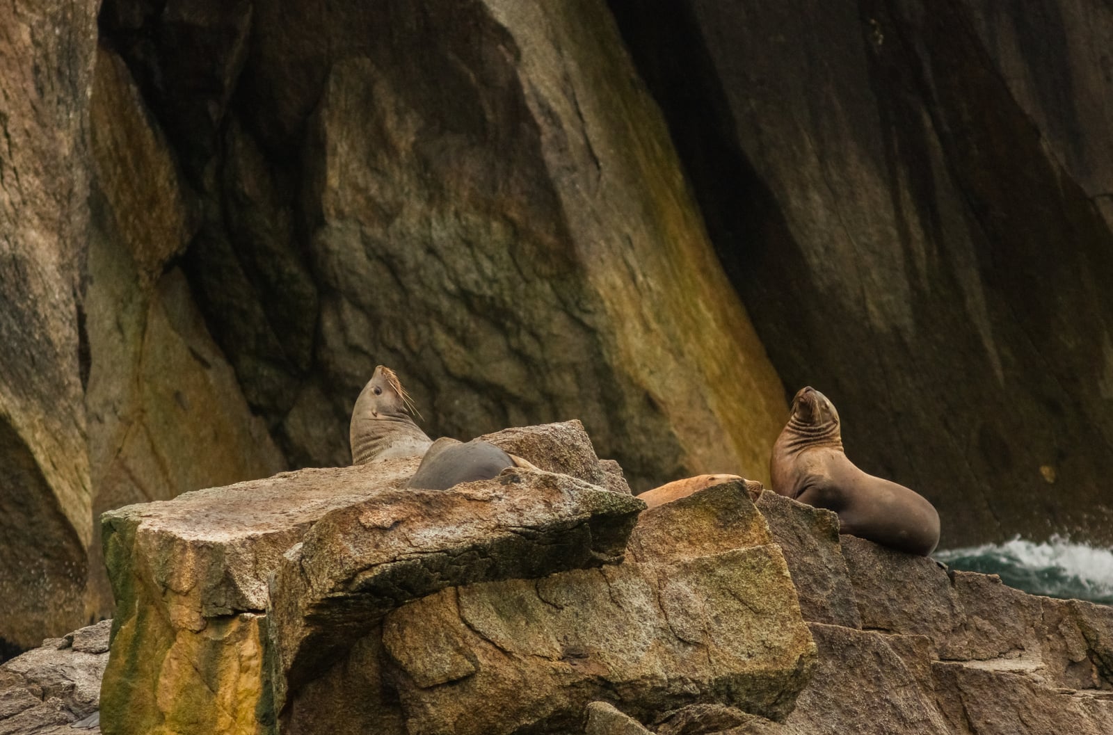 Three Steller sea lions resting and alert on a rocky ledge above the water in Alaska