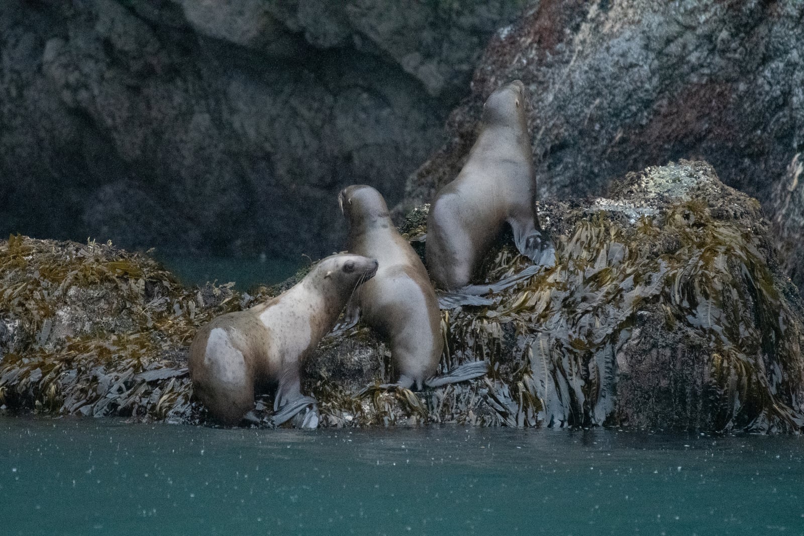Large Steller sea lion colony hauled out together on a sunlit rocky islet