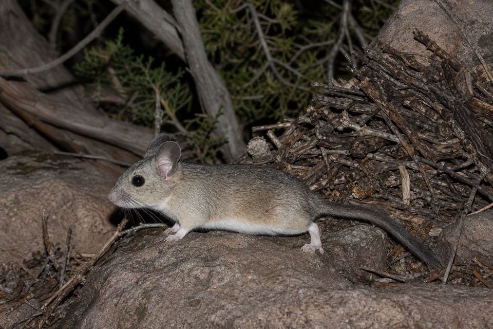 AI-generated image: Stephen's Woodrat in side profile on rock beside stick nest at night. No public-domain photograph of this species exists. This image was generated with AI from verified reference material and reviewed by our editorial team for accuracy