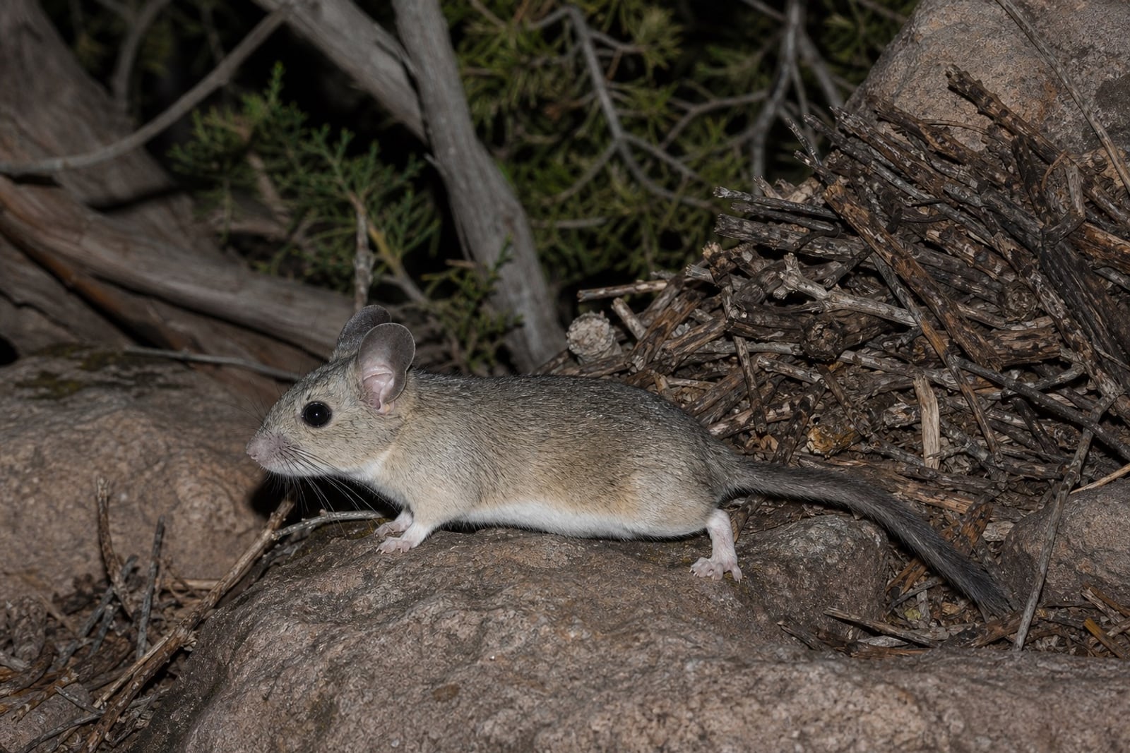 AI-generated image: Stephen's Woodrat in side profile on rock beside stick nest at night. No public-domain photograph of this species exists. This image was generated with AI from verified reference material and reviewed by our editorial team for accuracy