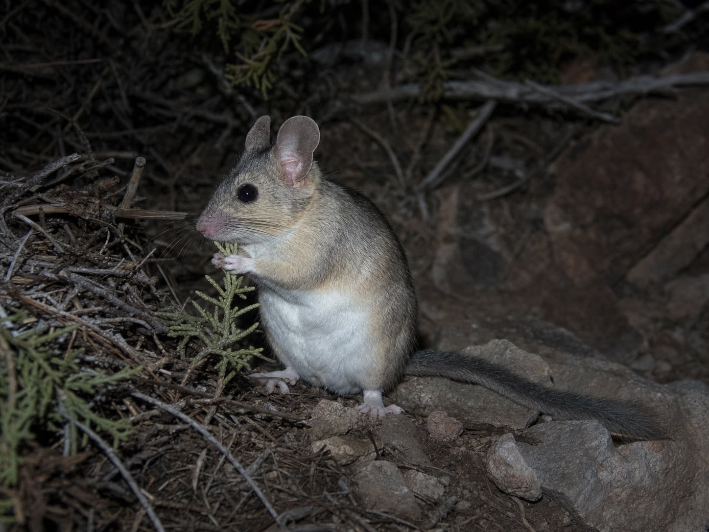 AI-generated image: Stephen's Woodrat sitting upright feeding on juniper sprig at night. No public-domain photograph of this species exists. This image was generated with AI from verified reference material and reviewed by our editorial team for accuracy