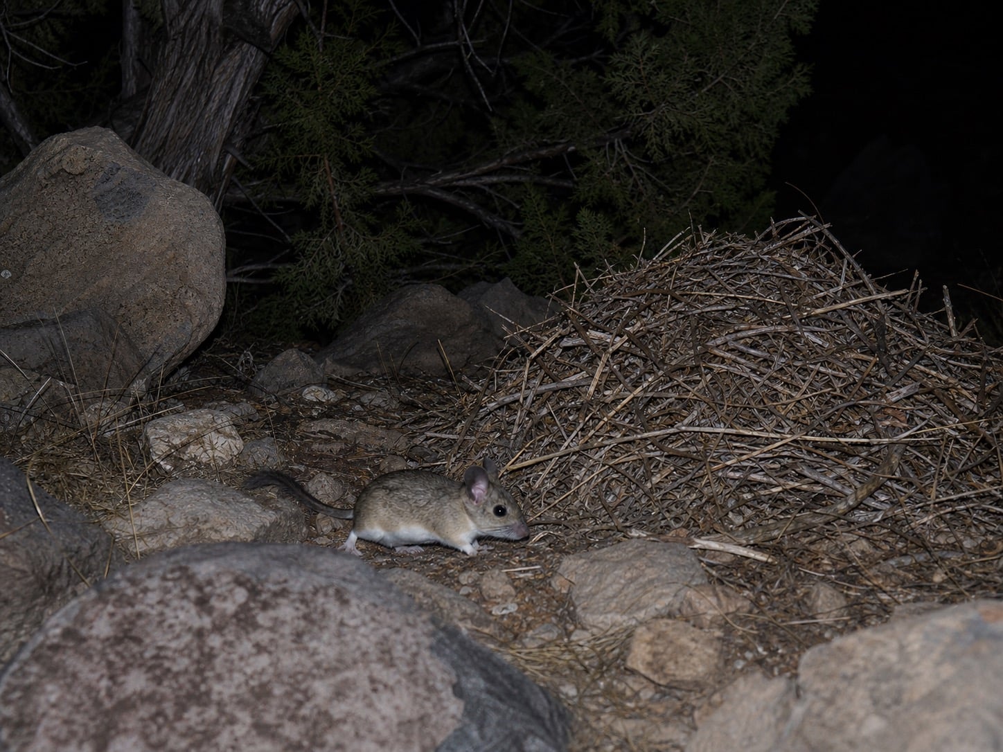 AI-generated image: Stephen's Woodrat crossing rocky slope near large stick nest at night. No public-domain photograph of this species exists. This image was generated with AI from verified reference material and reviewed by our editorial team for accuracy