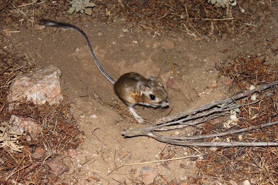 Stephens' kangaroo rat free on open ground at night, long tufted tail visible