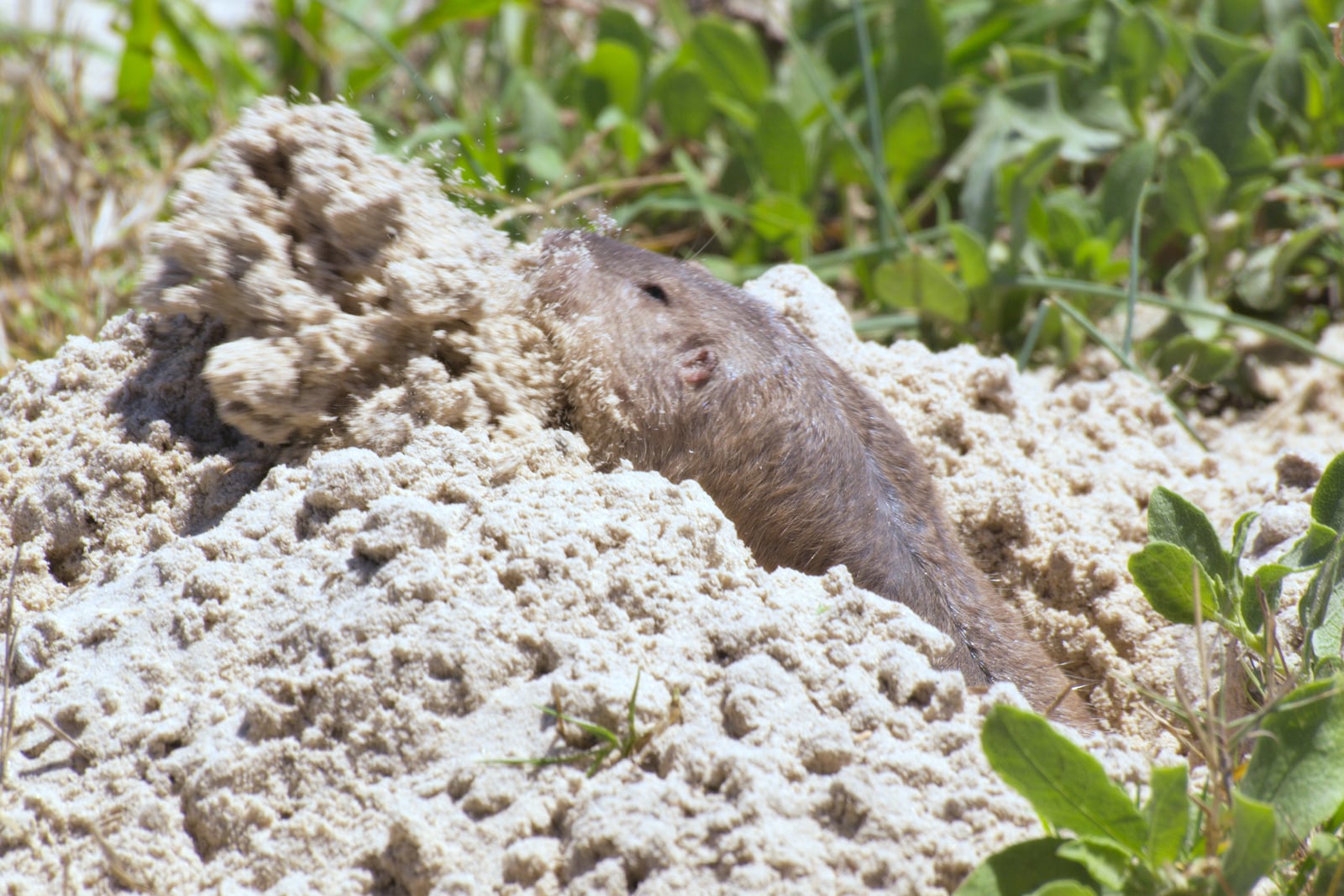 Strecker's pocket gopher throwing up a spray of sand from its burrow at Padre Island