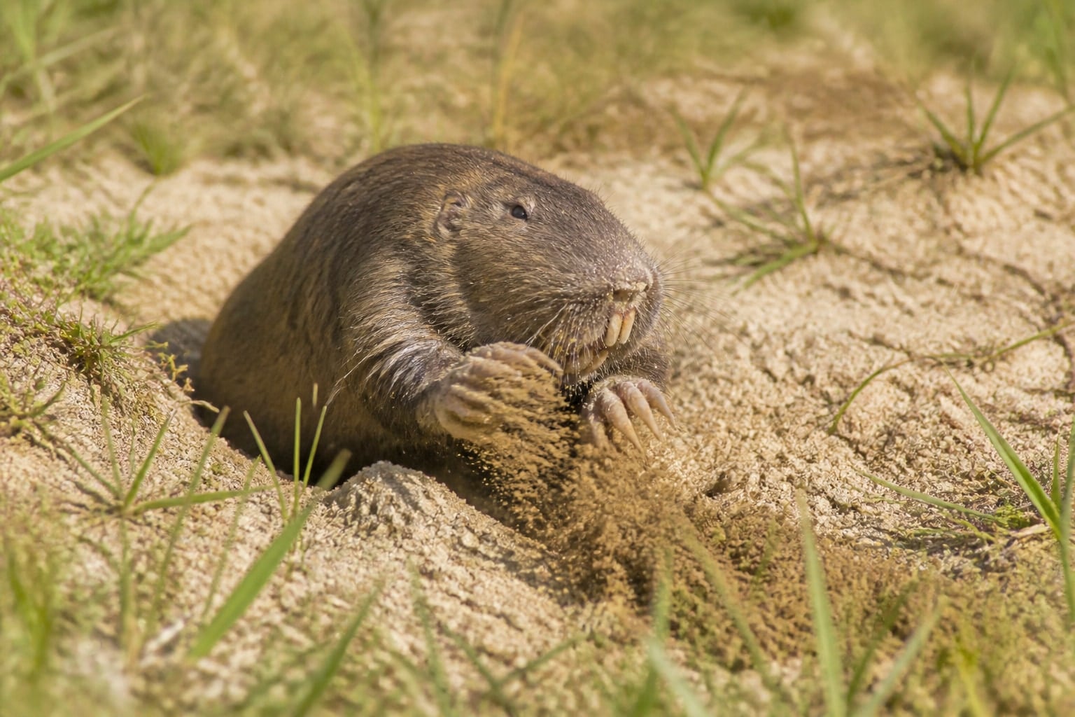 AI-generated image: Strecker's pocket gopher throwing sand at its burrow mouth. No additional license-safe photograph of this species exists. This image was generated with AI from verified reference material and reviewed by our editorial team for accuracy