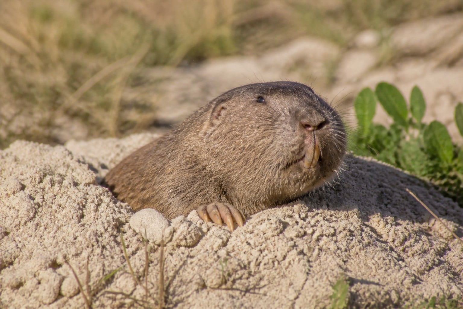 AI-generated image: Strecker's pocket gopher at its burrow plug. No additional license-safe photograph of this species exists. This image was generated with AI from verified reference material and reviewed by our editorial team for accuracy