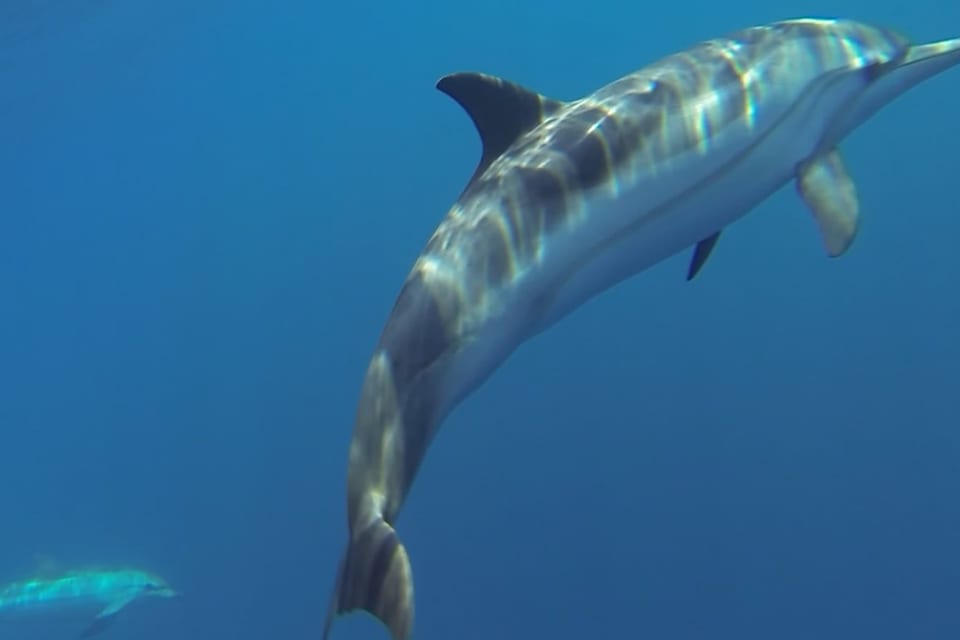 Small group of striped dolphins swimming at the surface in open blue ocean
