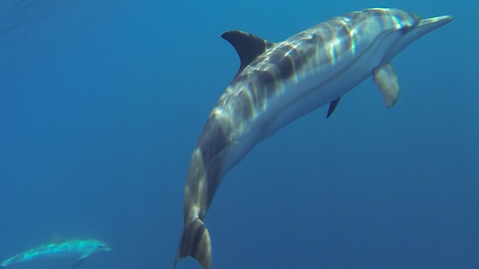 Small group of striped dolphins swimming at the surface in open blue ocean