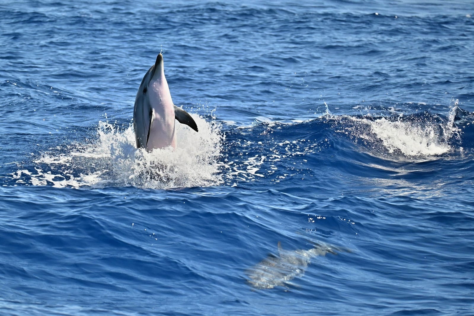 Striped dolphin diving underwater with a second individual visible in sunlit blue water