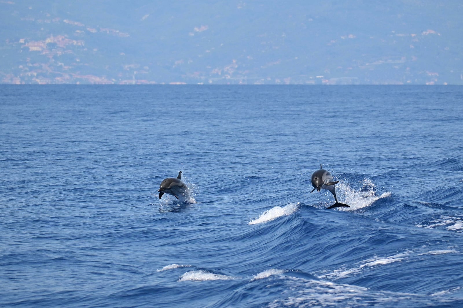 Two striped dolphins leaping together from calm water with hazy coastal hills behind