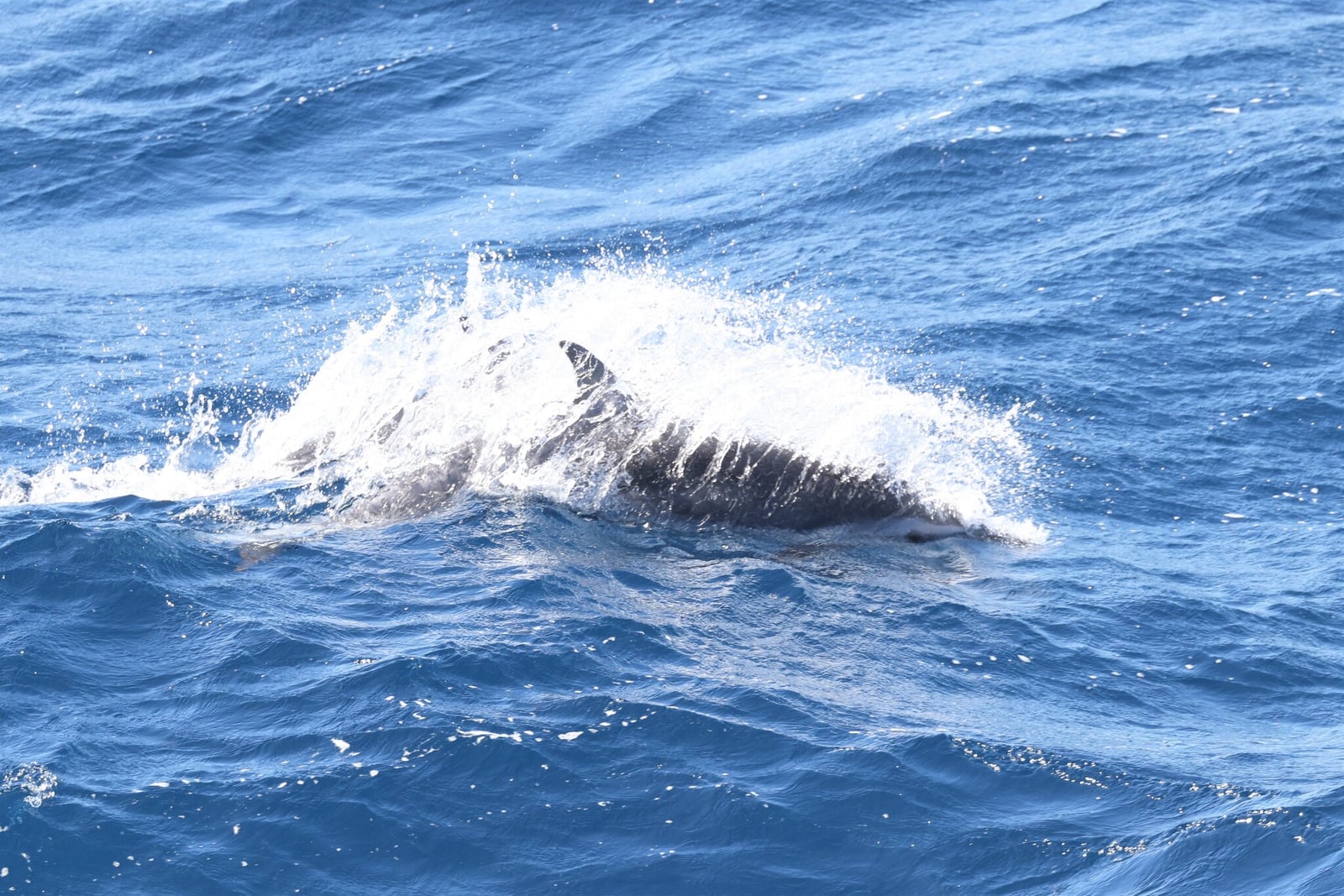 Striped dolphin breaching through a large sheet of spray, dorsal fin visible