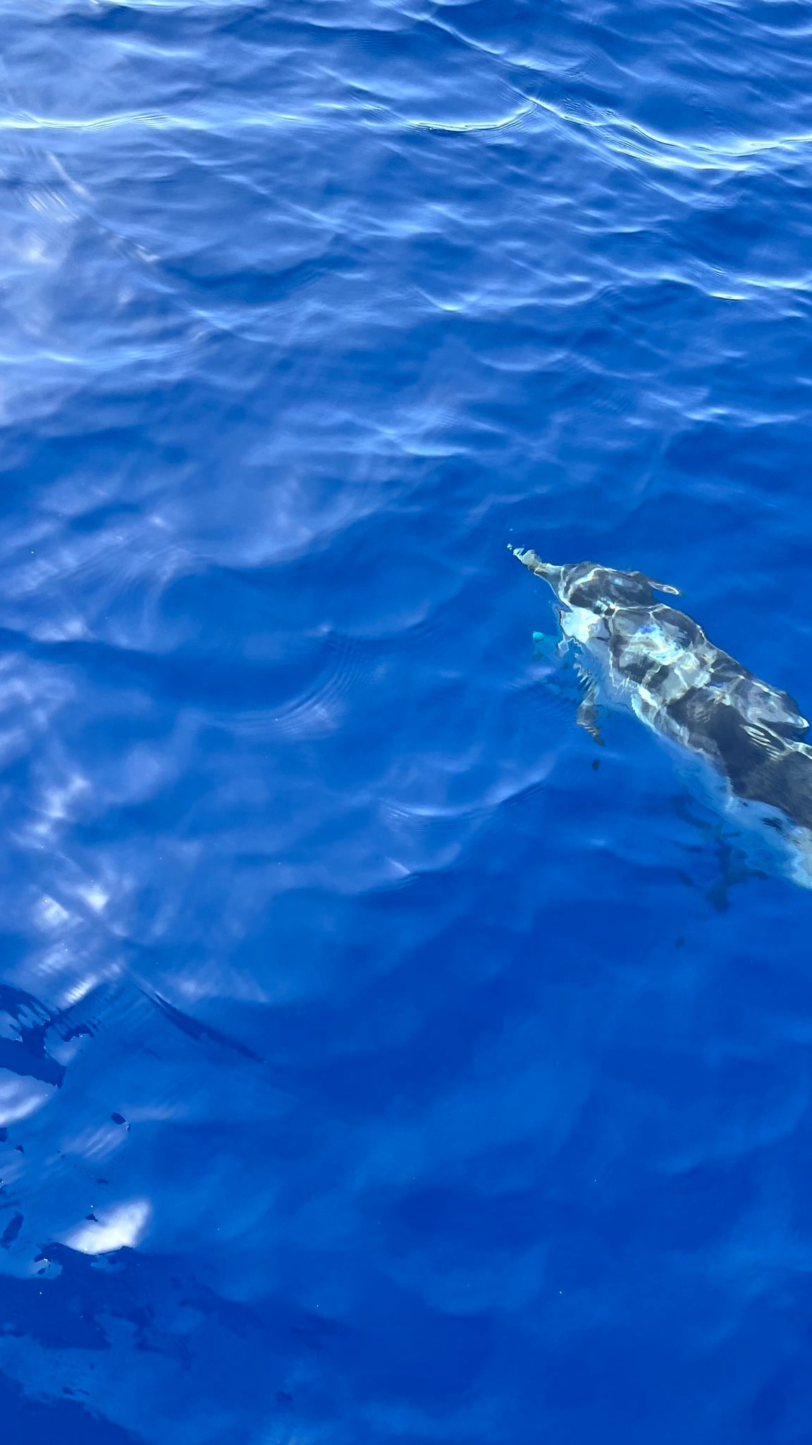 Striped dolphin swimming just under the surface viewed from above in bright turquoise water