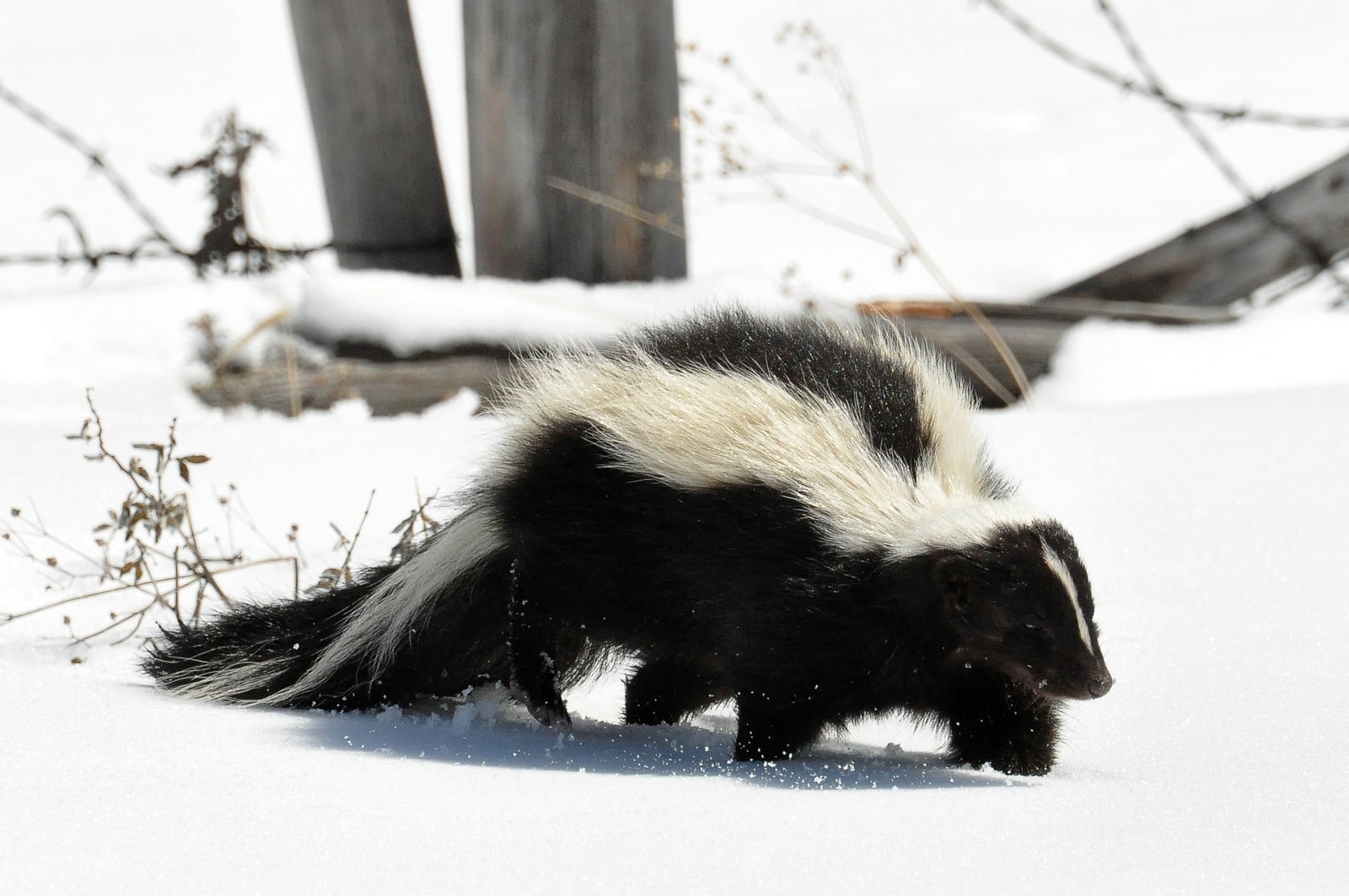 Striped Skunk (Mephitis mephitis) DSC 0030
