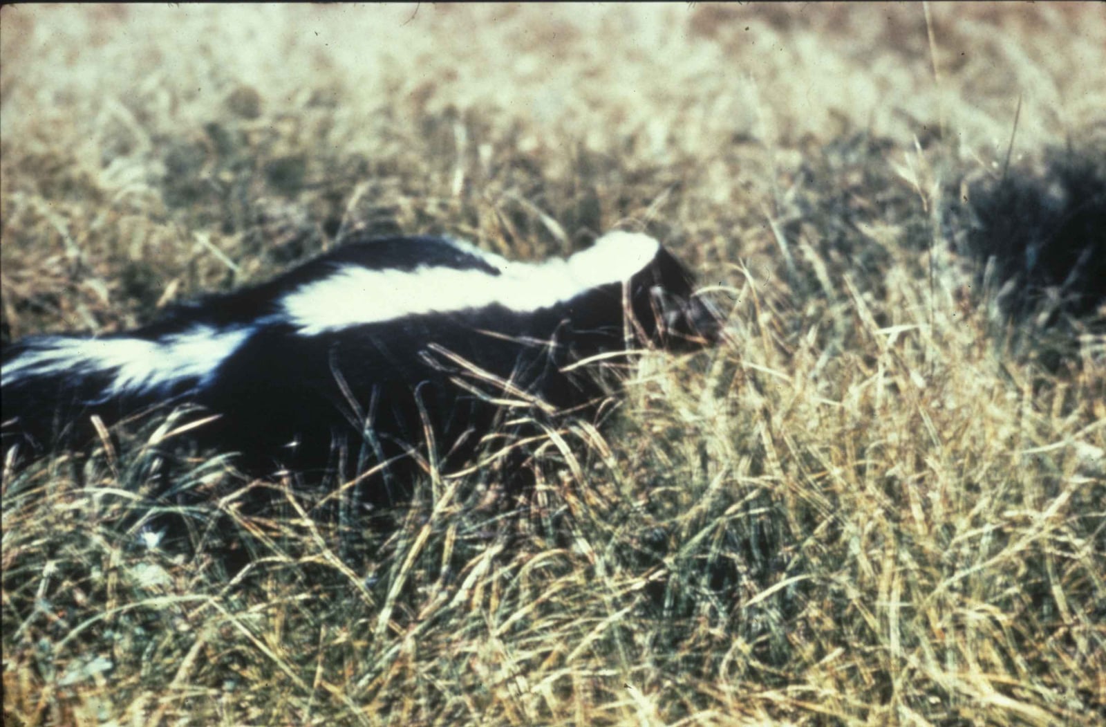 Striped skunk mephitis mephitis omnivorous mammal