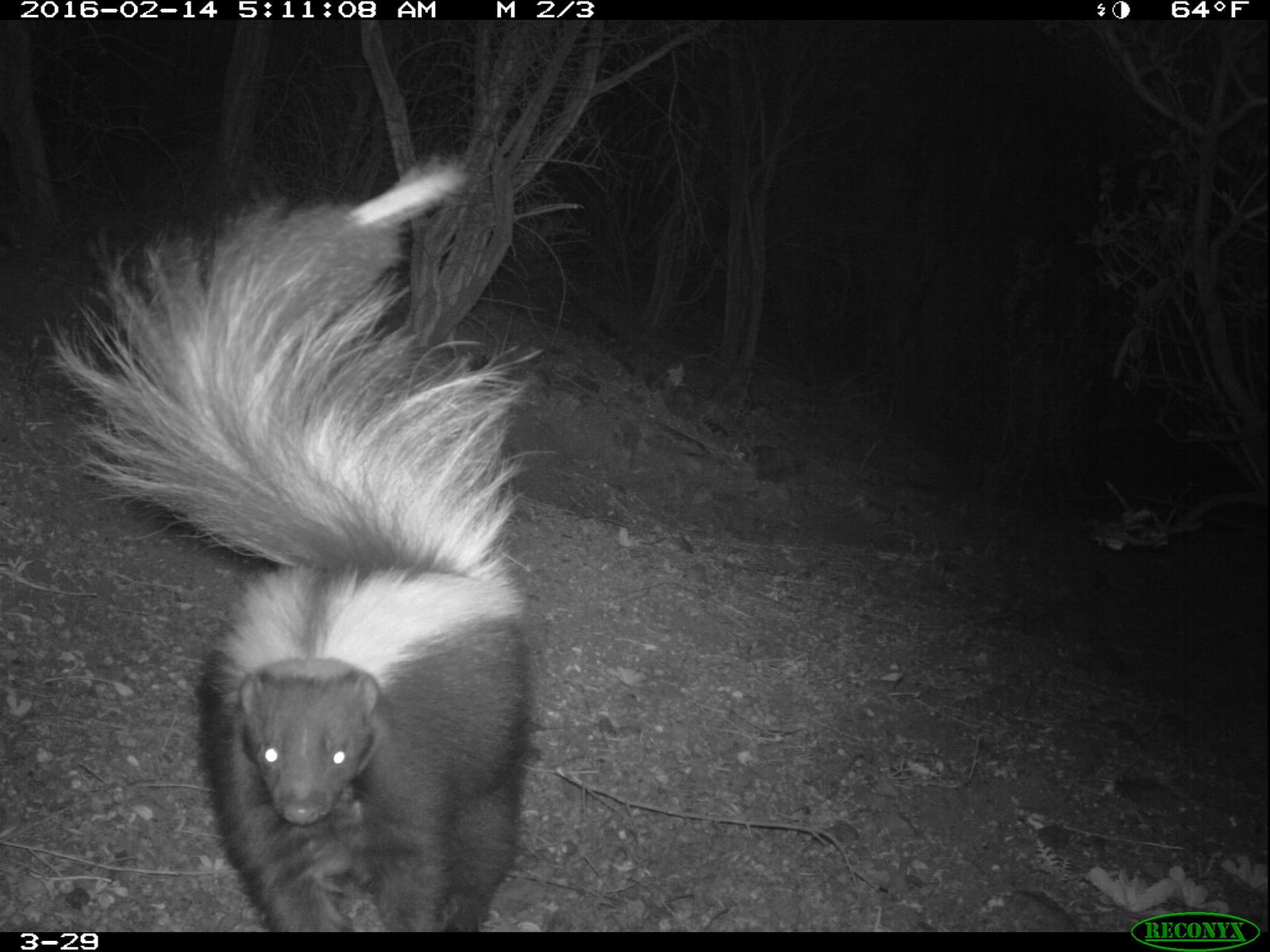 Striped Skunk (Mephitis mephitis) (24894459899)
