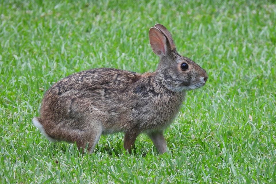 Sylvilagus aquaticus - Sumpfkaninchen 193808230