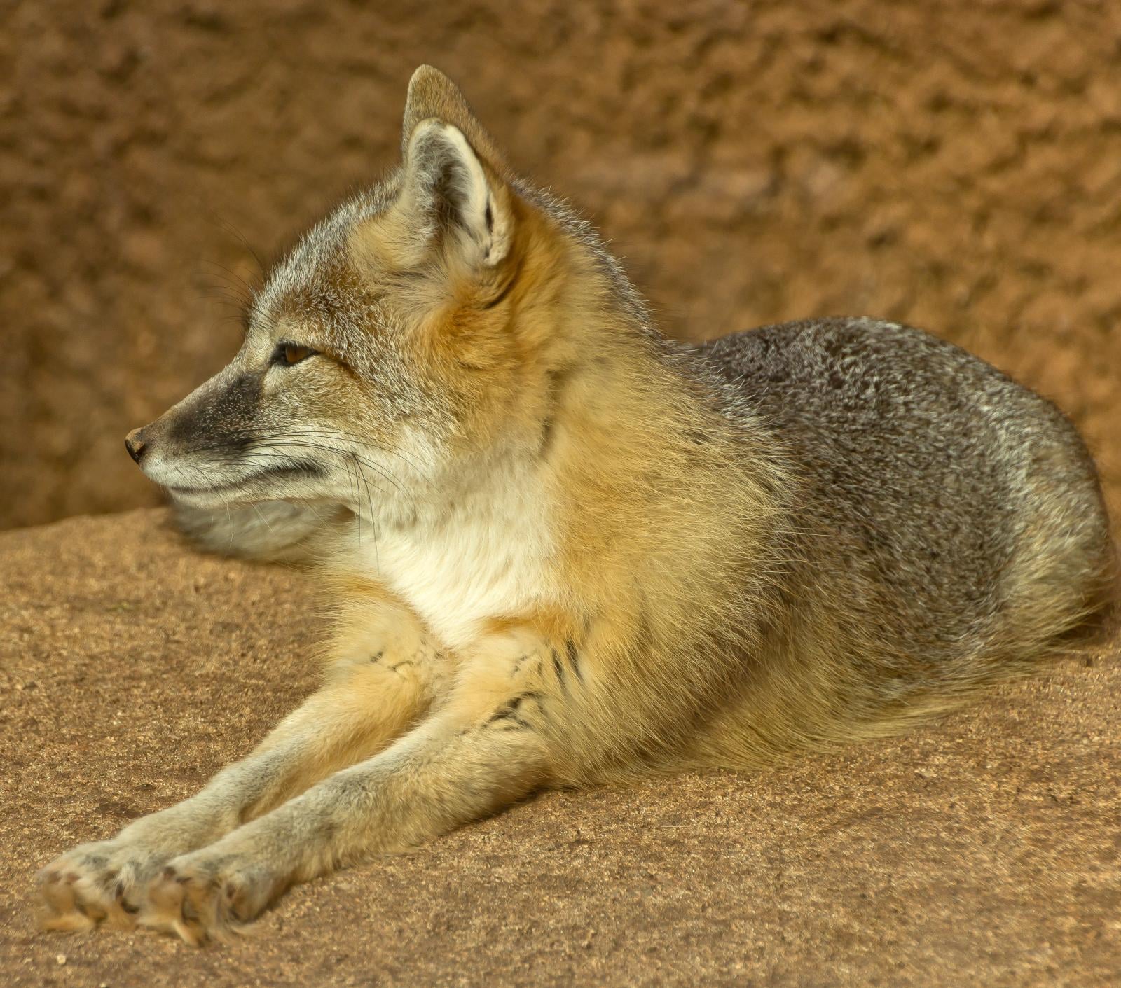 Swift Fox Oklahoma-City-Zoo