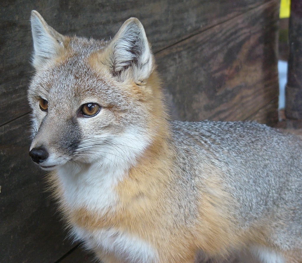 Vulpes velox
