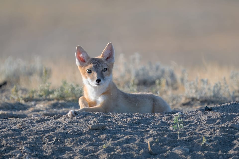 Swift fox at a burrow entrance on the shortgrass prairie