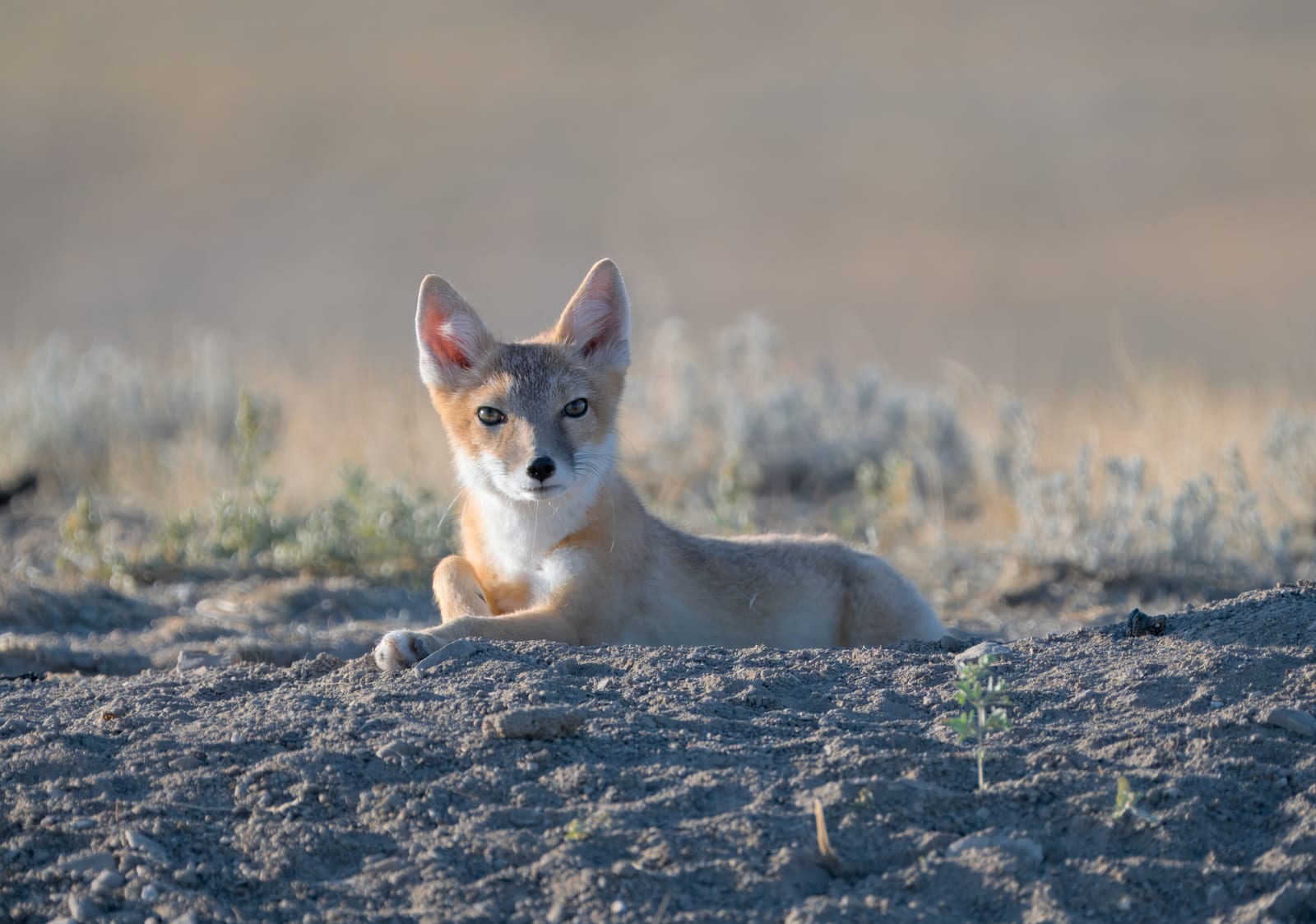 Swift fox at a burrow entrance on the shortgrass prairie