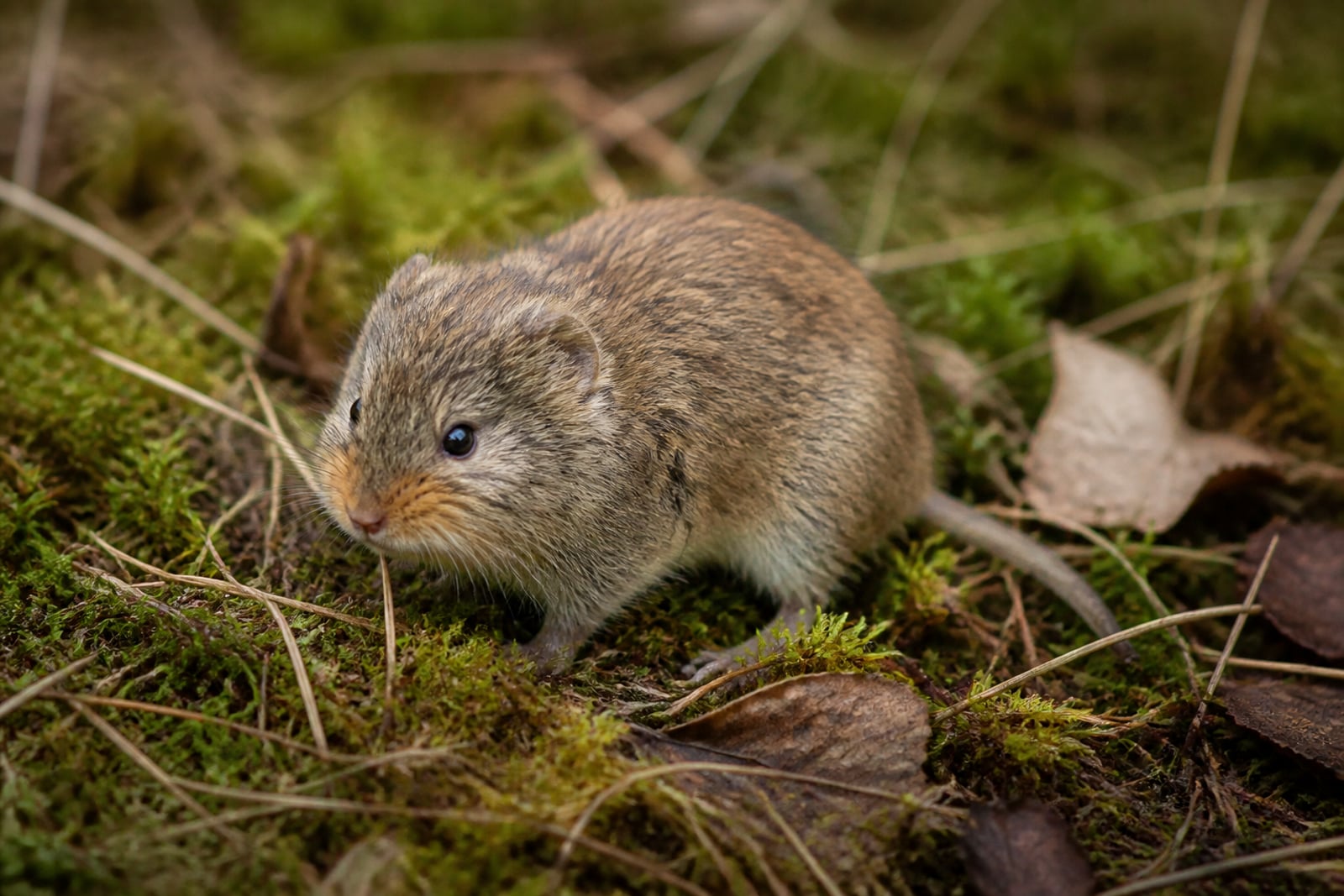 AI-generated image: Taiga Vole alert on a mossy boreal forest floor, yellow-ochre cheeks visible. No public-domain photograph of this species exists. This image was generated with AI from verified reference material and reviewed by our editorial team for accuracy