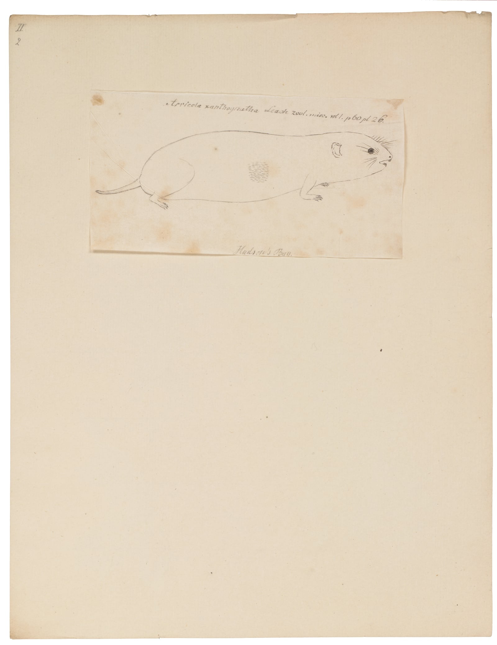 Arvicola xanthognatha - 1700-1880 - Print - Iconographia Zoologica - Special Collections University of Amsterdam - UBA01 IZ20500141