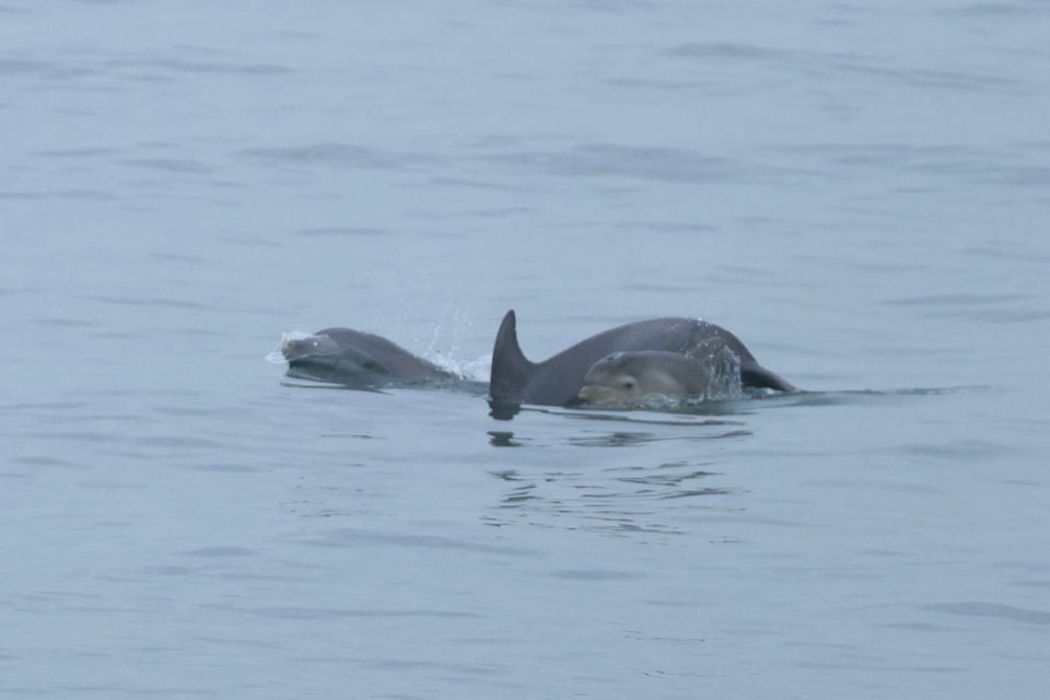 Two Tamanend's bottlenose dolphins surfacing together, an adult with a smaller paler calf alongside