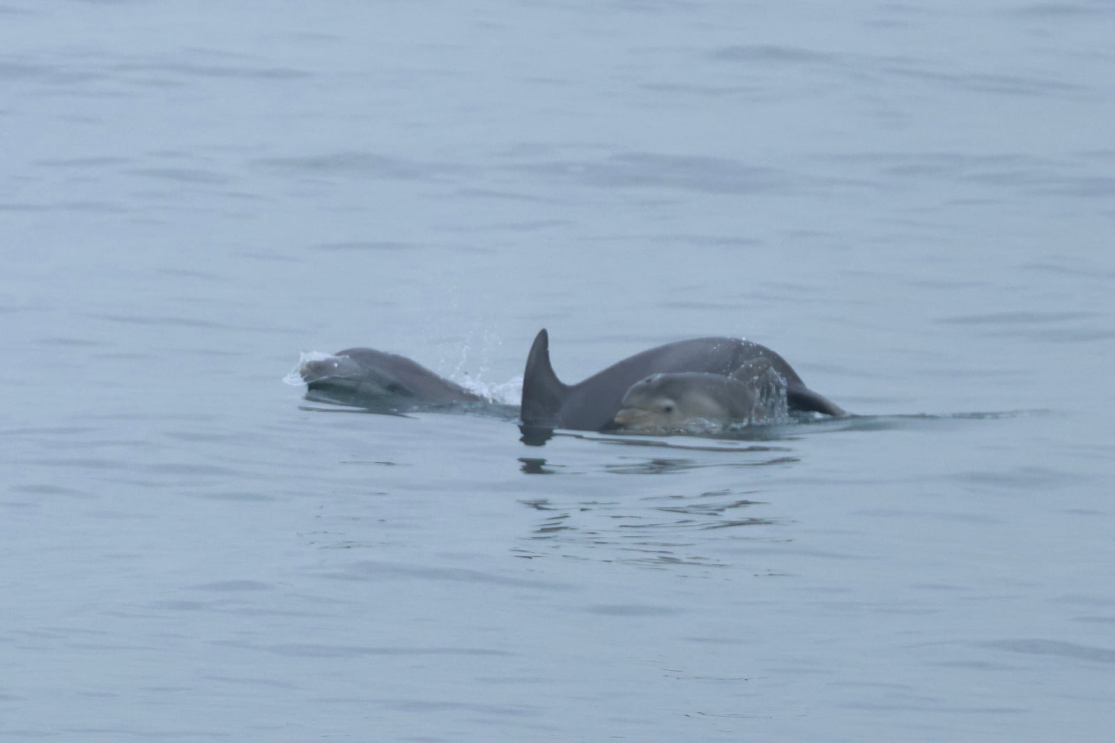 Two Tamanend's bottlenose dolphins surfacing together, an adult with a smaller paler calf alongside