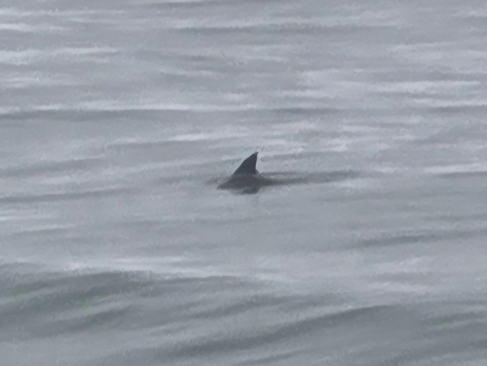 Single dorsal fin of a Tamanend's bottlenose dolphin breaking a choppy gray sea in fog