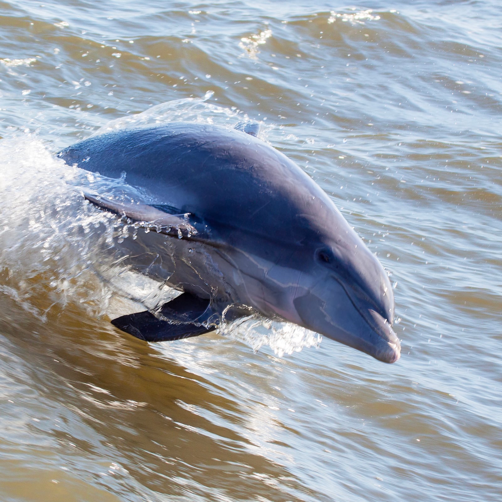 Tamanend's bottlenose dolphin leaping through the crest of a wave in murky coastal water