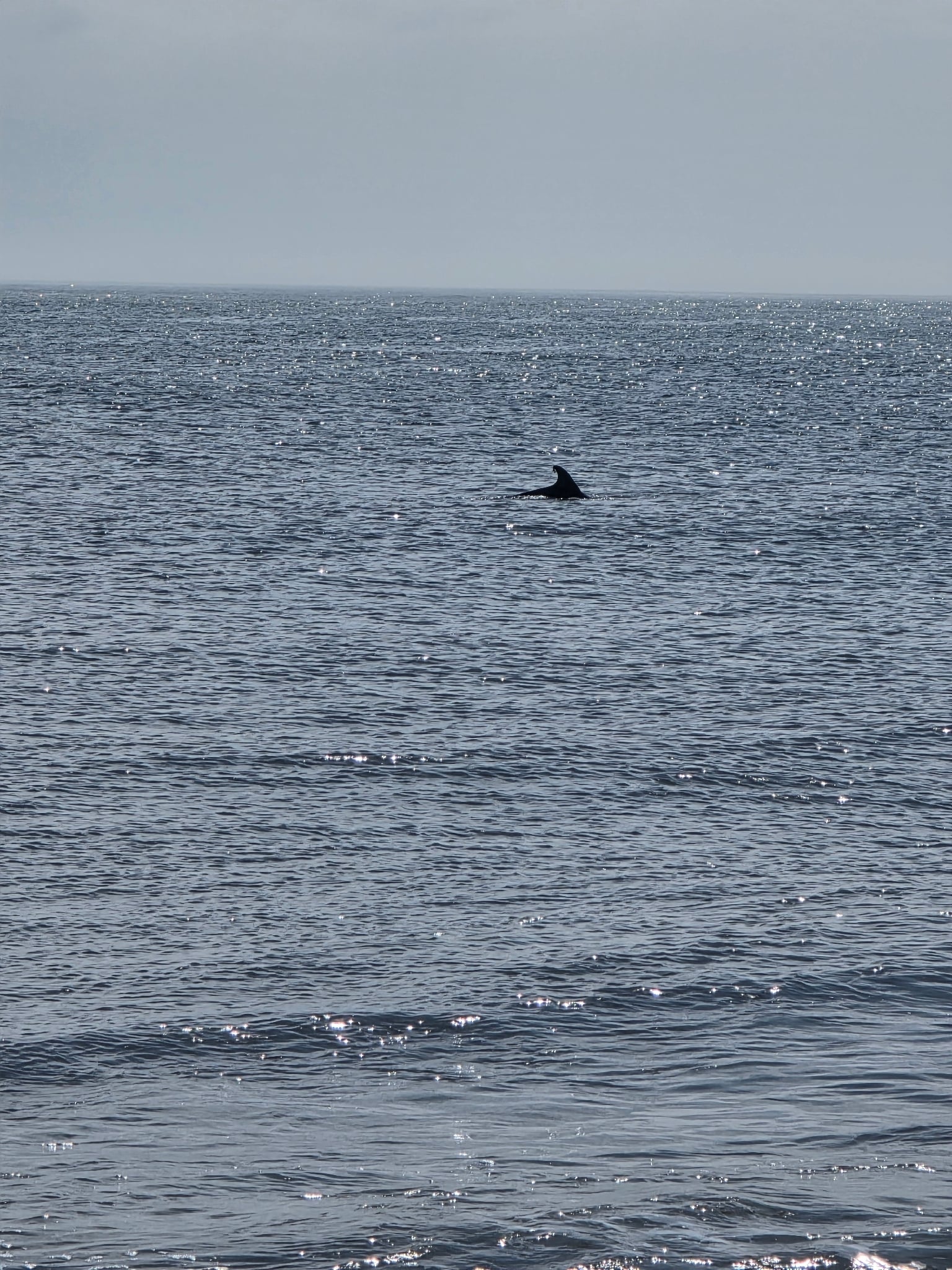 Triangular dorsal fin of a Tamanend's bottlenose dolphin cutting through calm gray water