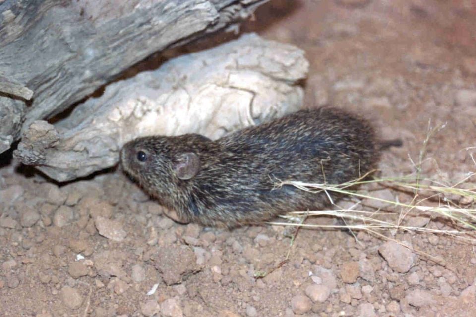 Tawny-bellied cotton rat emerging from beneath a log in desert grassland