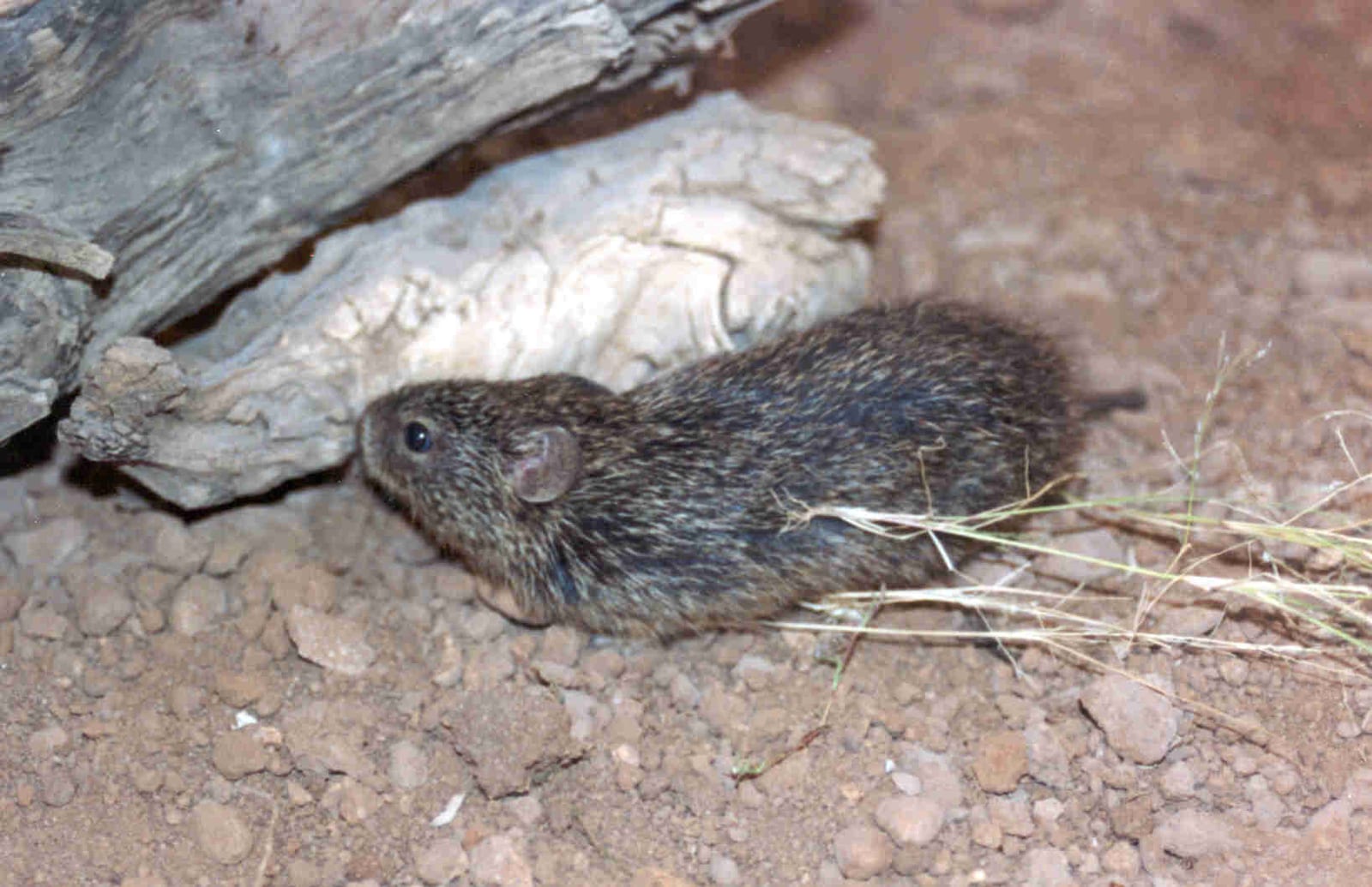 Tawny-bellied cotton rat emerging from beneath a log in desert grassland