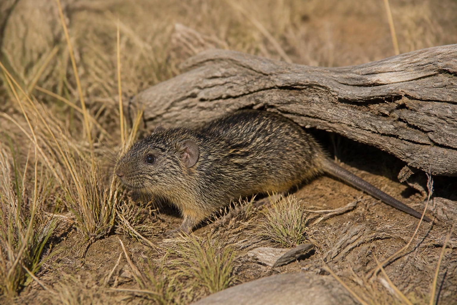 AI-generated image: Tawny-bellied cotton rat emerging from under a log. No additional license-safe photograph of this species exists. This image was generated with AI from verified reference material and reviewed by our editorial team for accuracy